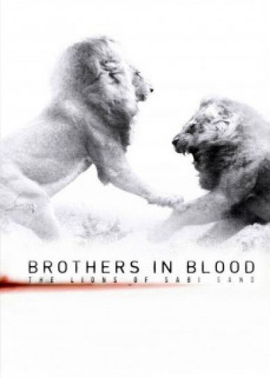 Brothers in Blood: The Lions of Sabi Sand