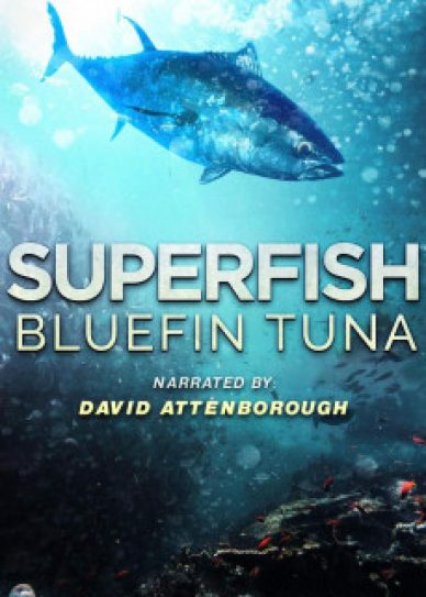 Superfish Bluefin Tuna