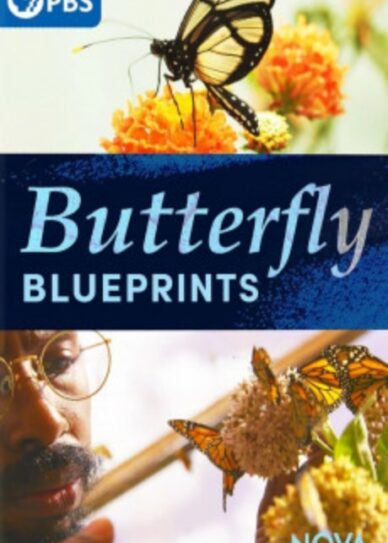 Nova Butterfly Blueprints